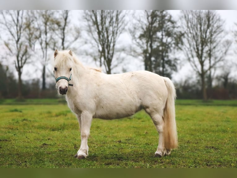 American Miniature Horse Mare 6 years 9,1 hh Palomino in Leeuwarden