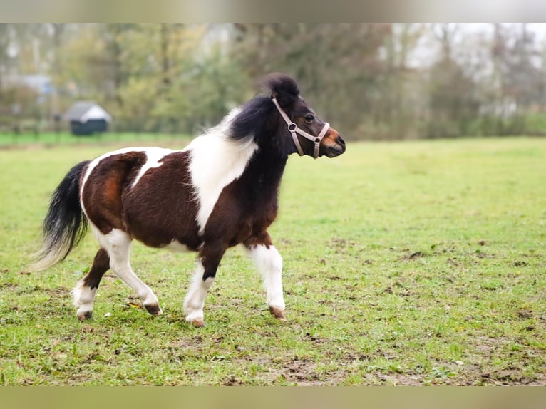 American Miniature Horse Mare 6 years 9,1 hh Palomino in Leeuwarden