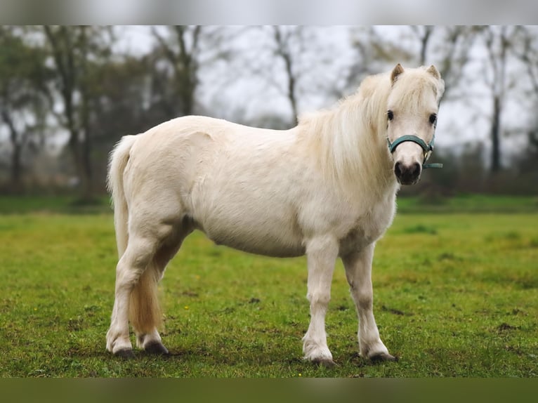 American Miniature Horse Mare 6 years 9,1 hh Palomino in Leeuwarden