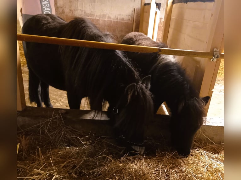 American Miniature Horse Mare 6 years 9,1 hh Black in Gettnau