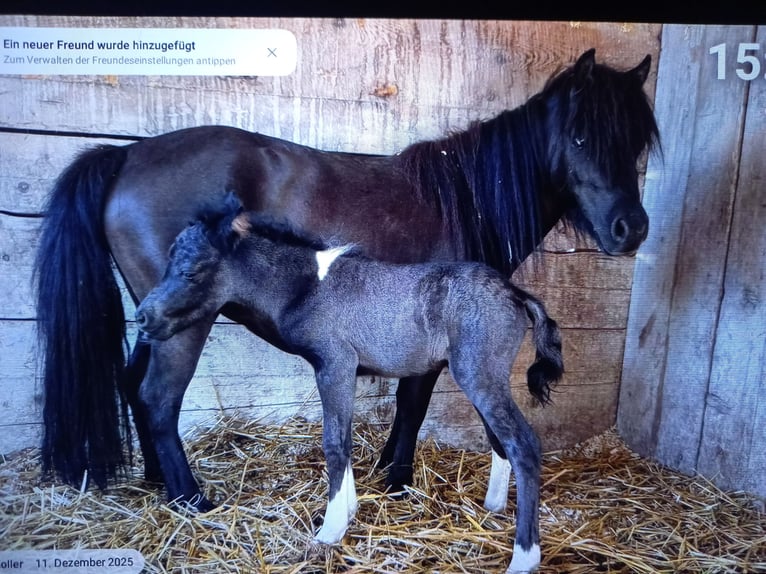 American Miniature Horse Mare 6 years 9,1 hh Black in Gettnau