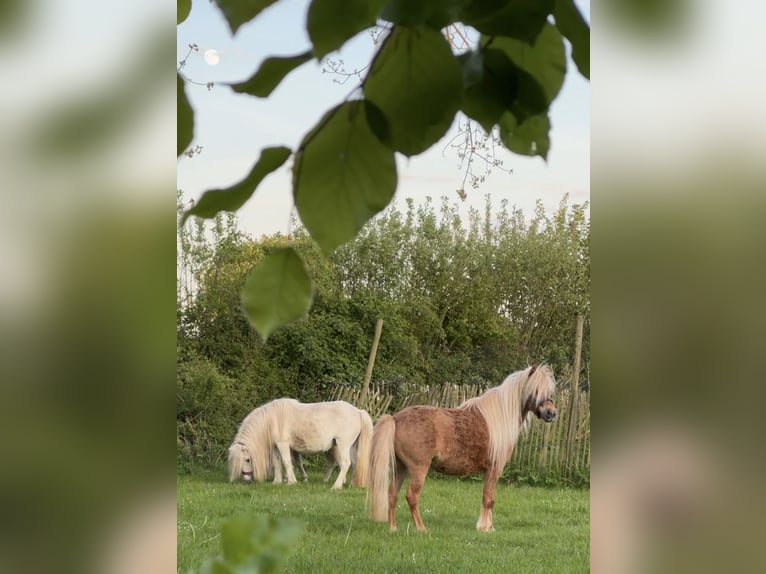 American Miniature Horse Mare 6 years 9,2 hh Chestnut-Red in Kappeln