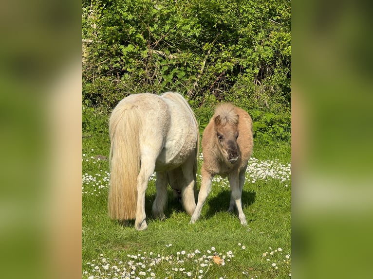 American Miniature Horse Mare 6 years 9,2 hh Chestnut-Red in Kappeln