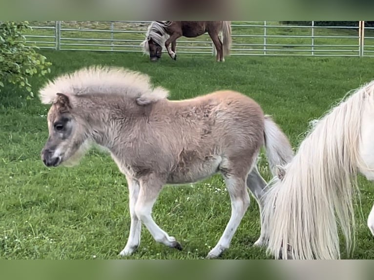 American Miniature Horse Mare 6 years 9,2 hh Chestnut-Red in Kappeln