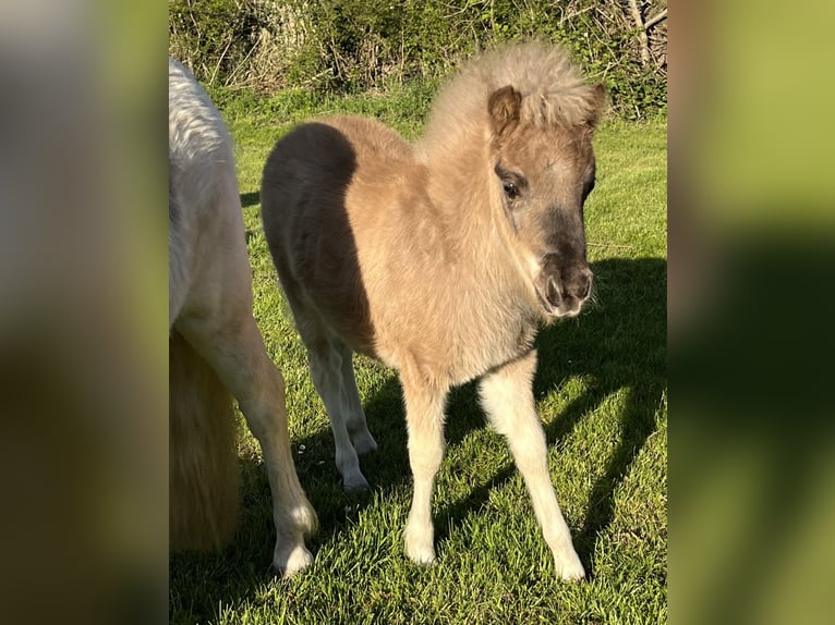 American Miniature Horse Mare 6 years 9,2 hh Chestnut-Red in Kappeln