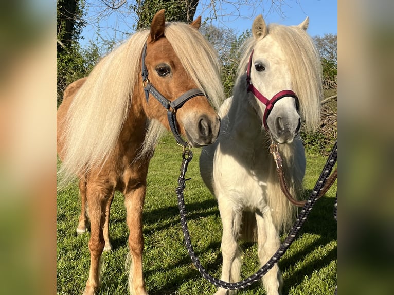 American Miniature Horse Mare 6 years 9,2 hh Chestnut-Red in Kappeln