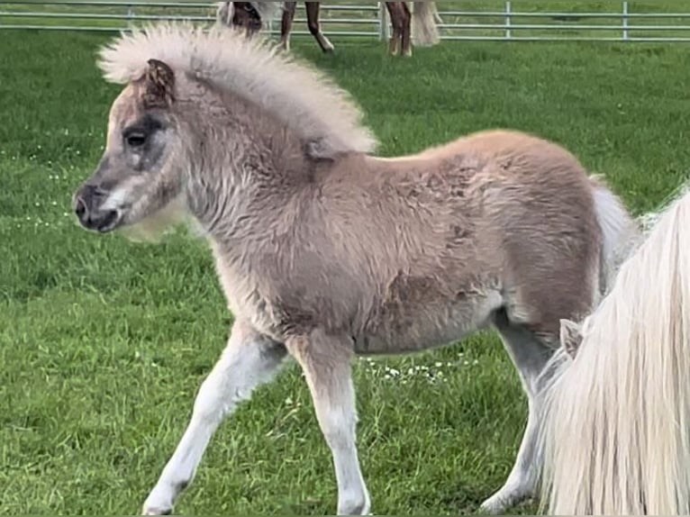 American Miniature Horse Mare 6 years 9,2 hh Chestnut-Red in Kappeln