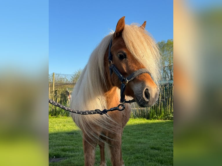 American Miniature Horse Mare 6 years 9,2 hh Chestnut-Red in Kappeln
