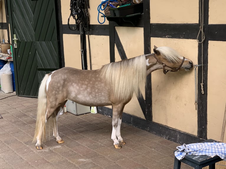 American Miniature Horse Mare 7 years 8,2 hh Pinto in Sieversdorf-Hohenofen