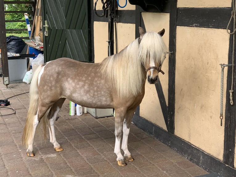 American Miniature Horse Mare 7 years 8,2 hh Pinto in Sieversdorf-Hohenofen