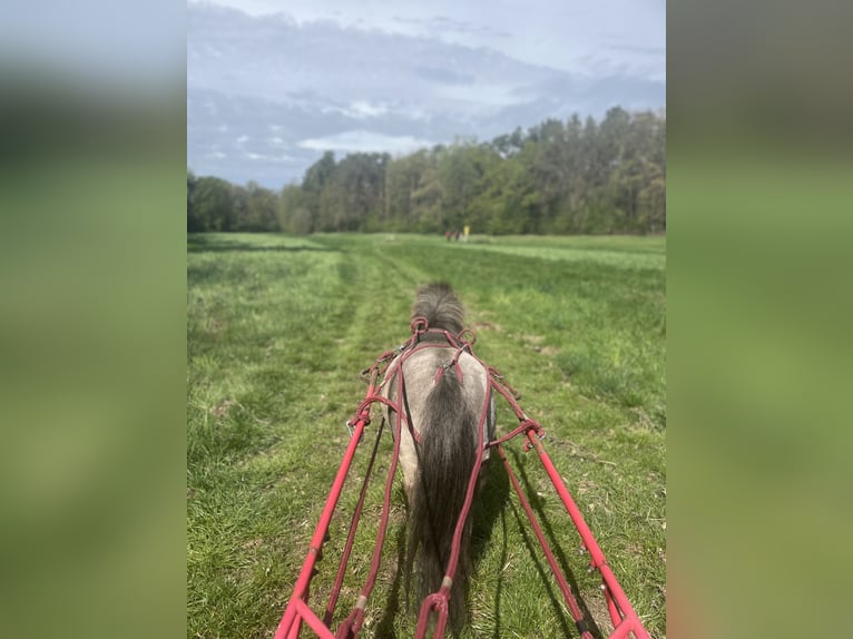 American Miniature Horse Mix Mare 7 years 8 hh Leopard-Piebald in Bestensee