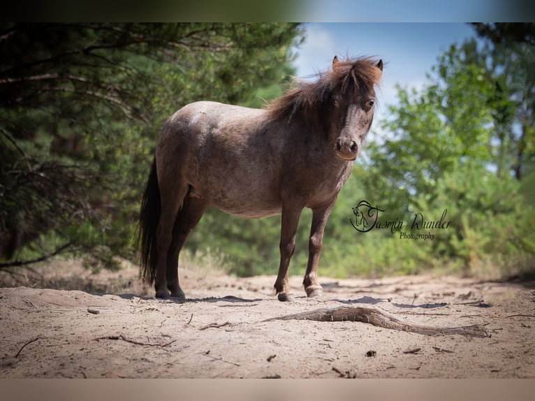 American Miniature Horse Mix Mare 7 years 8 hh Leopard-Piebald in Bestensee