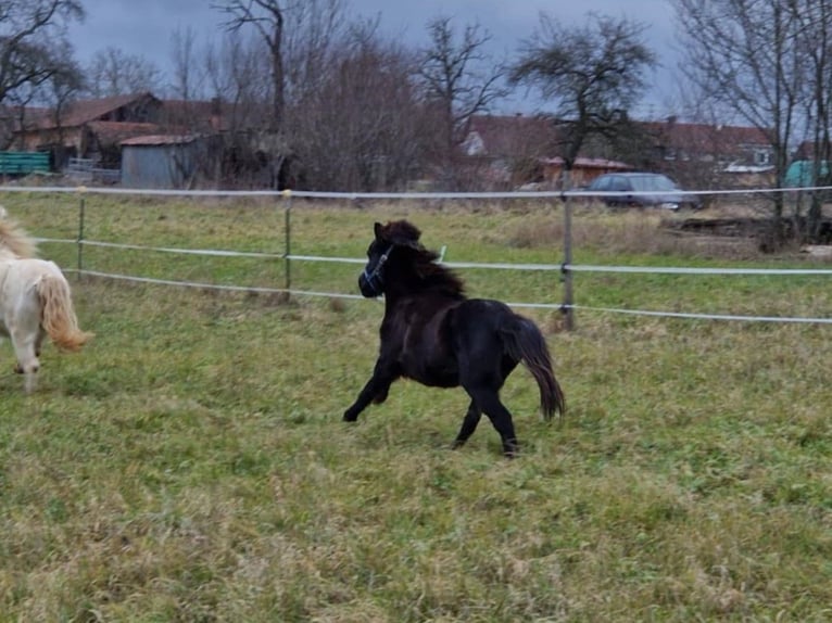 American Miniature Horse Mare 7 years 8,1 hh Black in Balingen