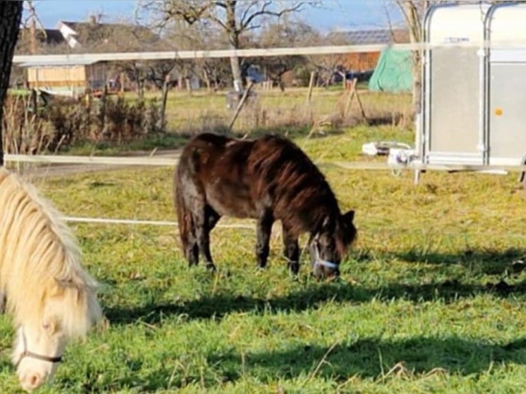 American Miniature Horse Mare 7 years 8,1 hh Black in Balingen