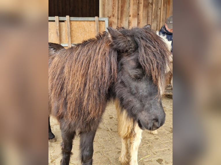 American Miniature Horse Mare 7 years 8,1 hh Black in Balingen