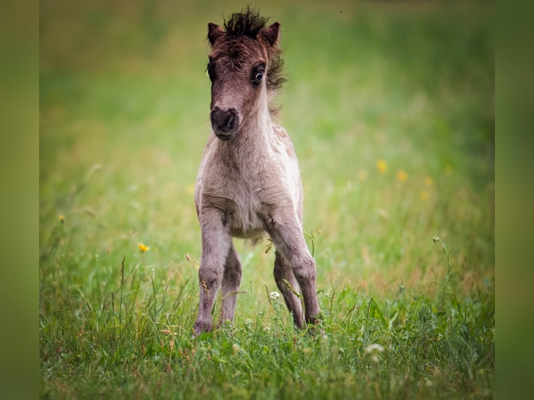 American Miniature Horse Mix Mare 8 years 8 hh Leopard-Piebald in Bestensee