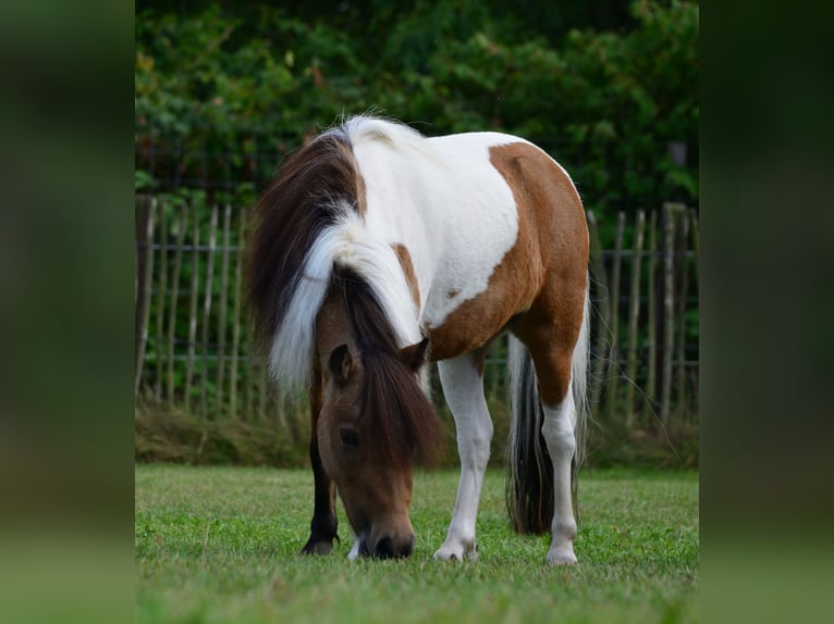 American Miniature Horse Mare 8 years 9 hh Buckskin in Reinfeld (Holstein)