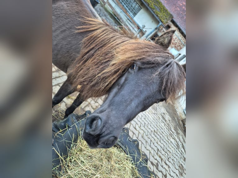 American Miniature Horse Mare 8 years  in Büdingen