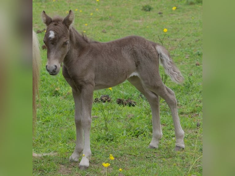 American Miniature Horse Mare 8 years in Berd&#39;huis