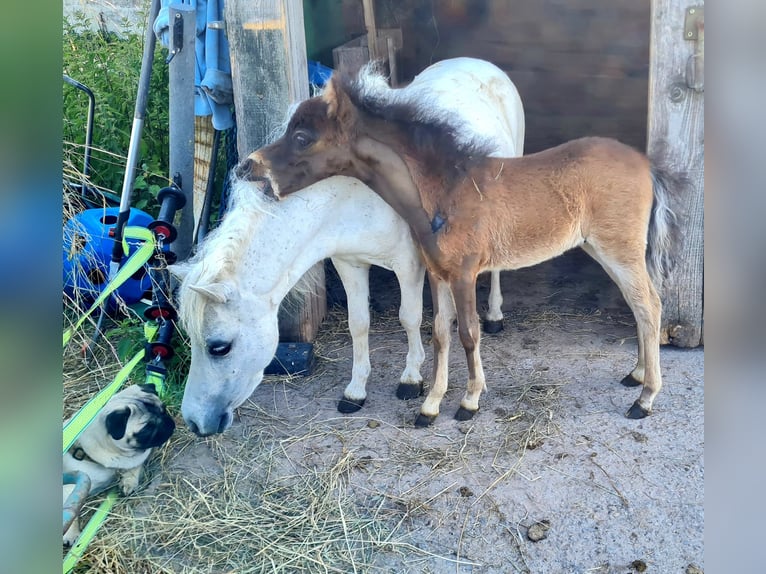 American Miniature Horse Mare 9 years 7,2 hh Gray-Fleabitten in Markt Erlbach