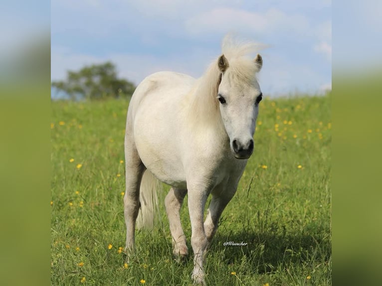 American Miniature Horse Mare 9 years 7,2 hh Gray-Fleabitten in Markt Erlbach