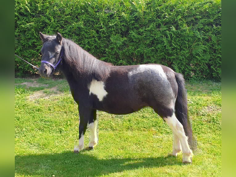 American Miniature Horse Mare 9 years 8,1 hh Pinto in Stallwang