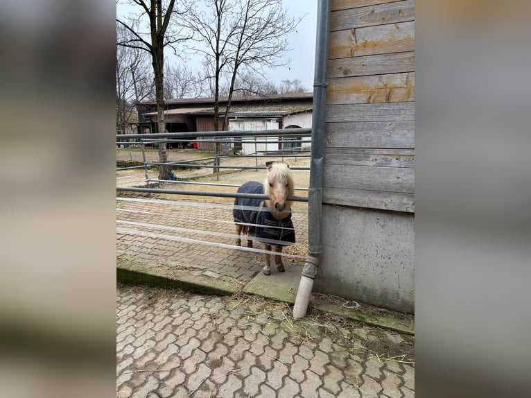 American Miniature Horse Mare 9 years 9 hh Palomino in Bruchsal