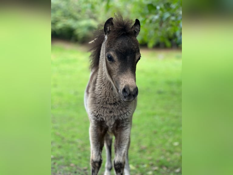 American Miniature Horse Mare Foal (01/2024) 7,3 hh Buckskin in Herwijnen