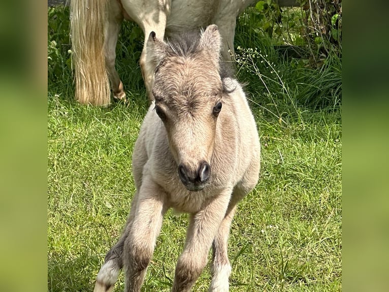 American Miniature Horse Mare Foal (01/2024) 7,3 hh Buckskin in Herwijnen