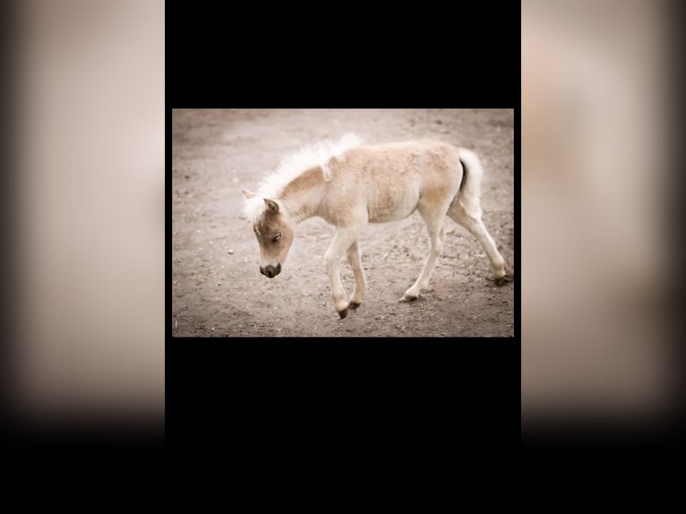 American Miniature Horse Mix Mare Foal (05/2023) 8,1 hh Pearl in Günzburg