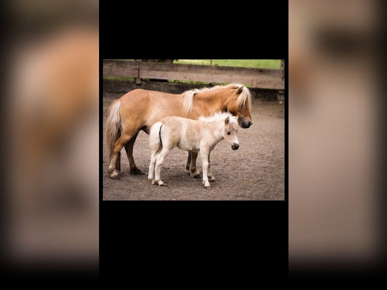 American Miniature Horse Mix Mare Foal (05/2023) 8,1 hh Pearl in Günzburg