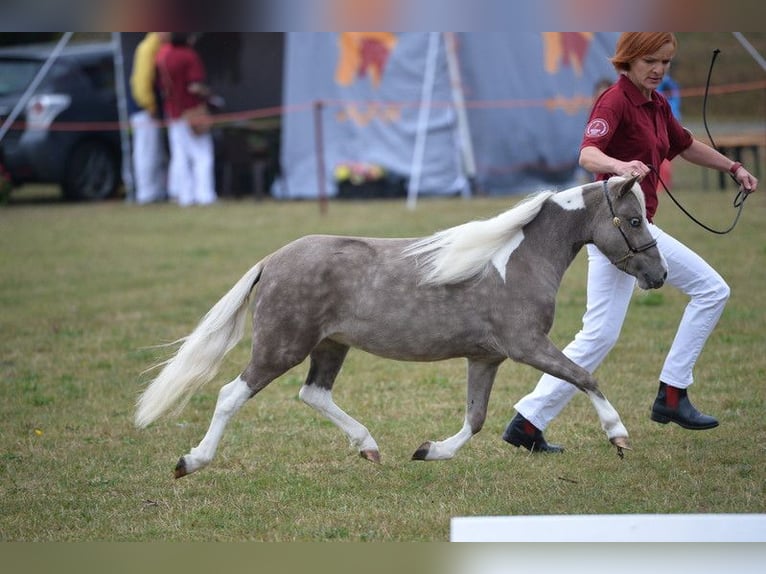 American Miniature Horse Mare Foal (01/2025) in Dreetz