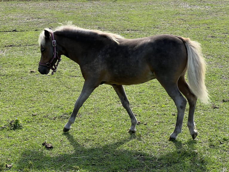 American Miniature Horse Mare Foal (01/2025) in Dreetz
