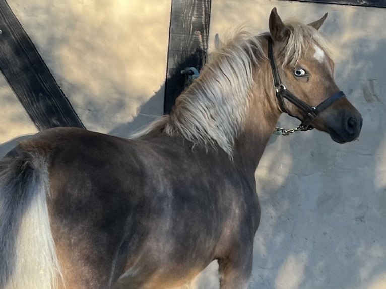 American Miniature Horse Mare Foal (01/2025) in Dreetz