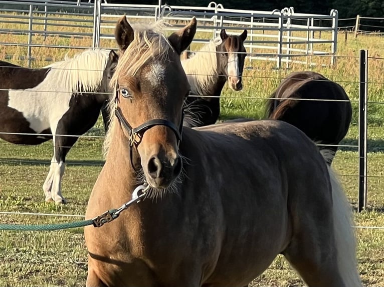 American Miniature Horse Mare Foal (01/2025) in Dreetz