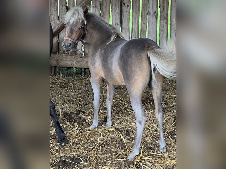 American Miniature Horse Mare Foal (01/2025) in Dreetz