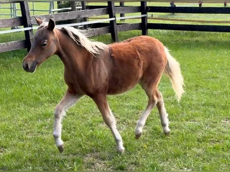 American Miniature Horse Mare Foal (01/2026) Chestnut in Leinburg