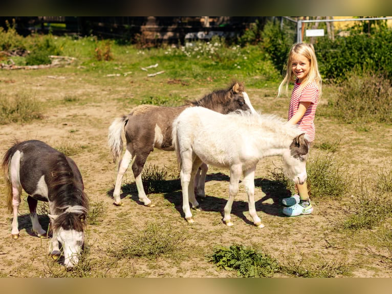 American Miniature Horse Mare Foal (06/2025) Tovero-all-colors in S&#xF6;hlde