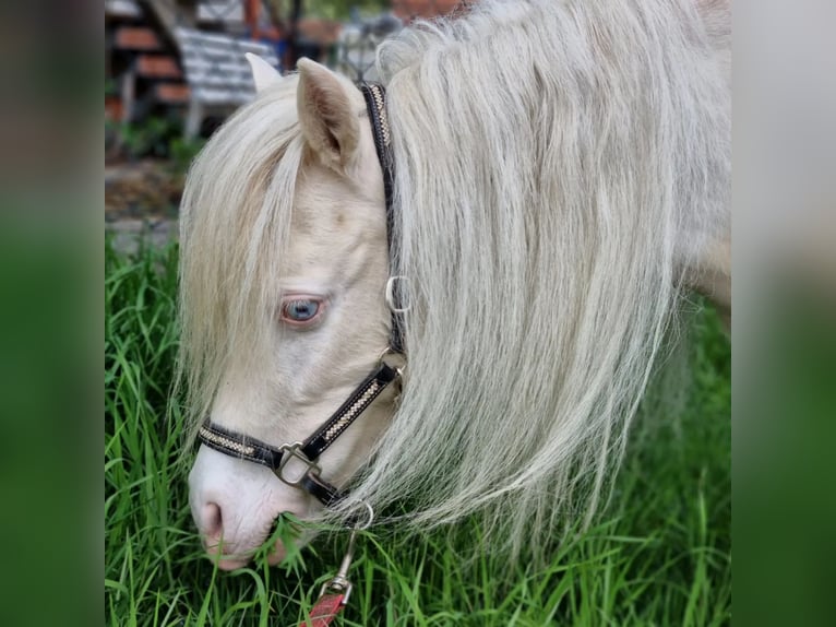 American Miniature Horse Mare Foal (06/2025) Tovero-all-colors in S&#xF6;hlde