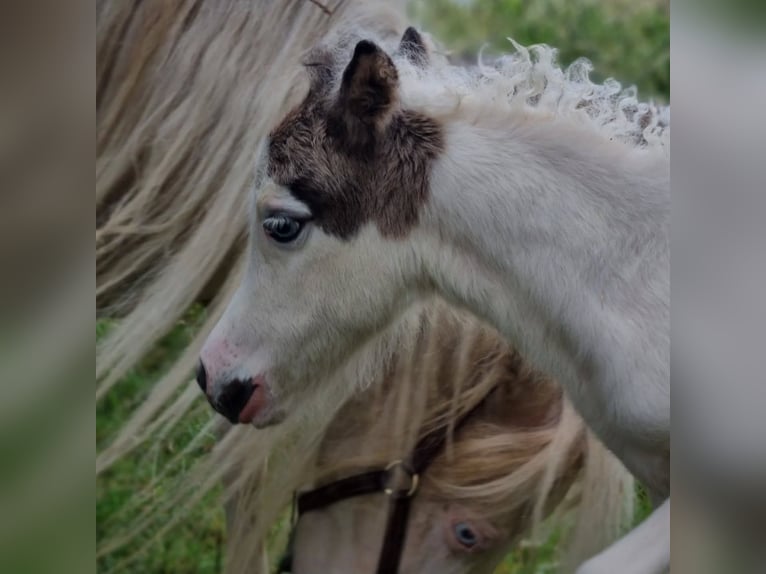 American Miniature Horse Mare Foal (06/2025) Tovero-all-colors in S&#xF6;hlde