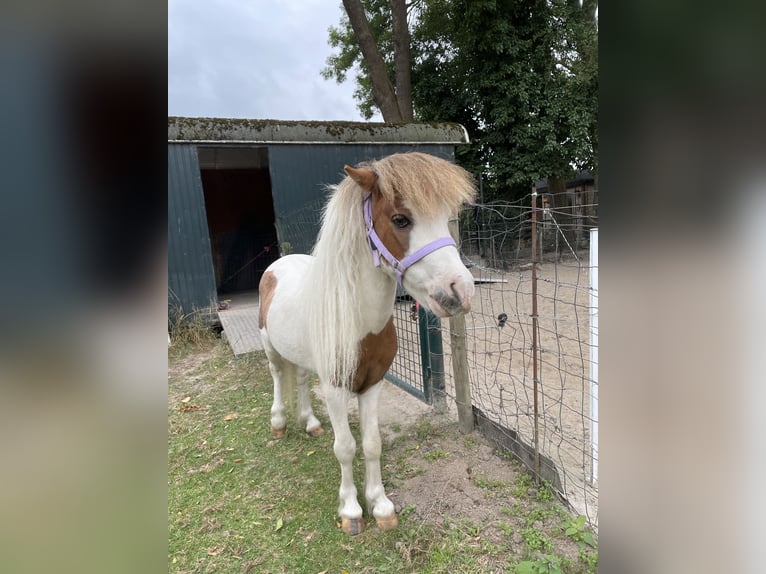 American Miniature Horse Stallion 10 years 7.1 hh Overo-all-colors in Bingelrade
