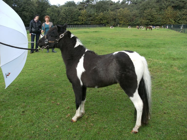 American Miniature Horse Stallion 10 years 7.1 hh Overo-all-colors in Bingelrade