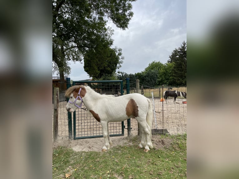 American Miniature Horse Stallion 10 years 7.1 hh Overo-all-colors in Bingelrade