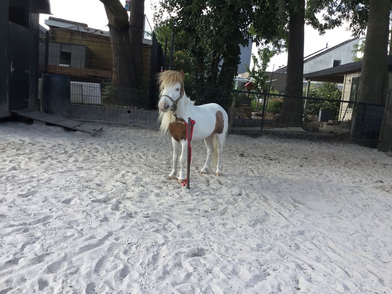 American Miniature Horse Stallion 10 years 7.1 hh Pinto in Bingelrade