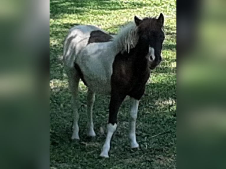 American Miniature Horse Stallion 10 years 8,1 hh Overo-all-colors in Tieschen