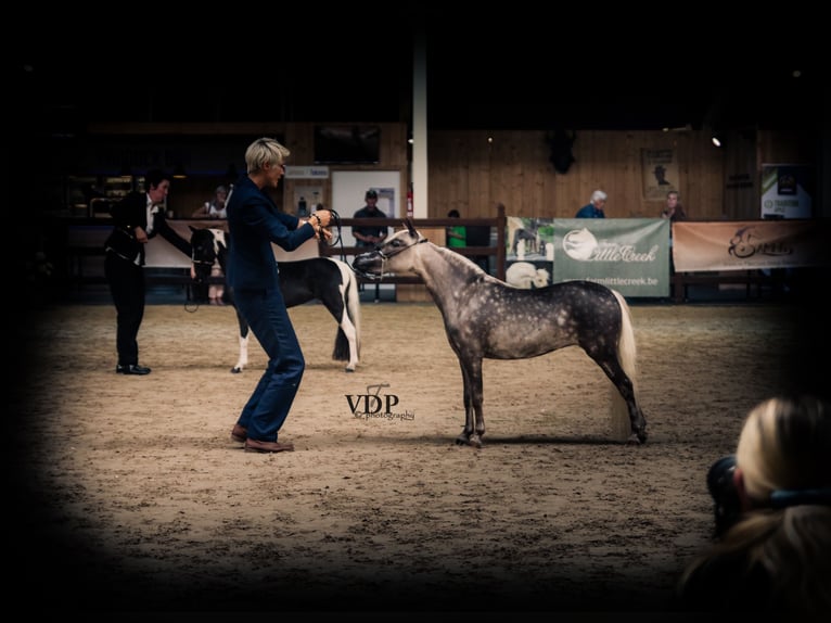 American Miniature Horse Stallion 10 years 9,1 hh in Wiekevorst