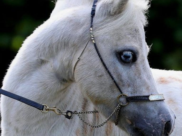 American Miniature Horse Stallion 13 years 8,1 hh Buckskin in Marl