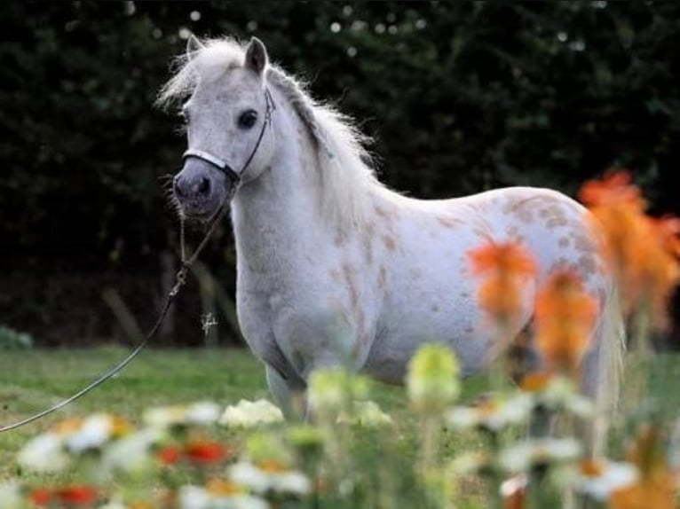 American Miniature Horse Stallion 13 years 8,1 hh Buckskin in Marl