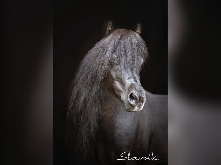 American Miniature Horse Stallion 15 years 8 hh Black in Hinterstoder