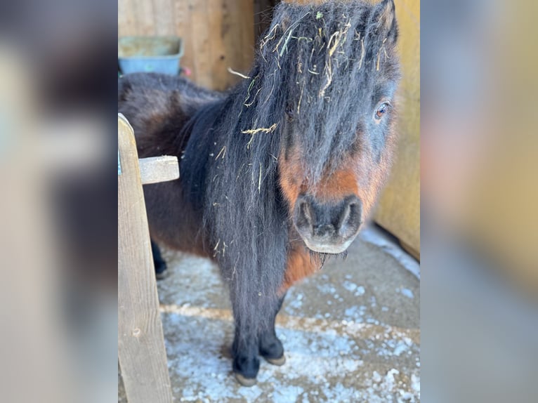 American Miniature Horse Stallion 17 years 8,1 hh Brown in Oberstaufen